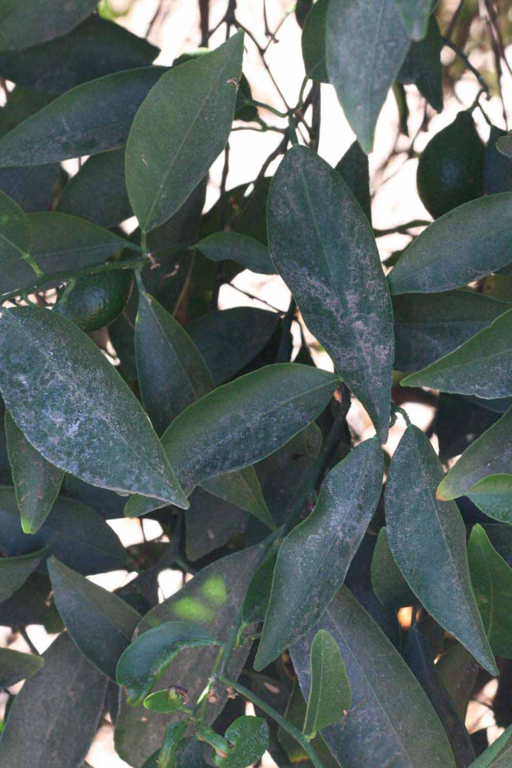              Shade leaves (Riverside, CA)       